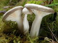 Hygrophorus agathosmus